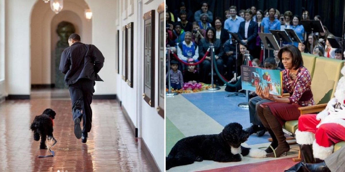 Luto en el clan Obama por su perro Bo: “un verdadero amig...