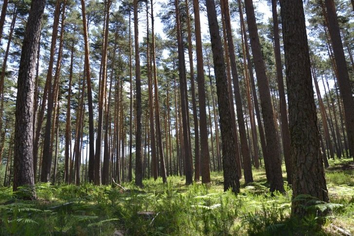 Los árboles son sumideros naturales de dióxido de carbono Los árboles son sumideros naturales de dióxido de carbono