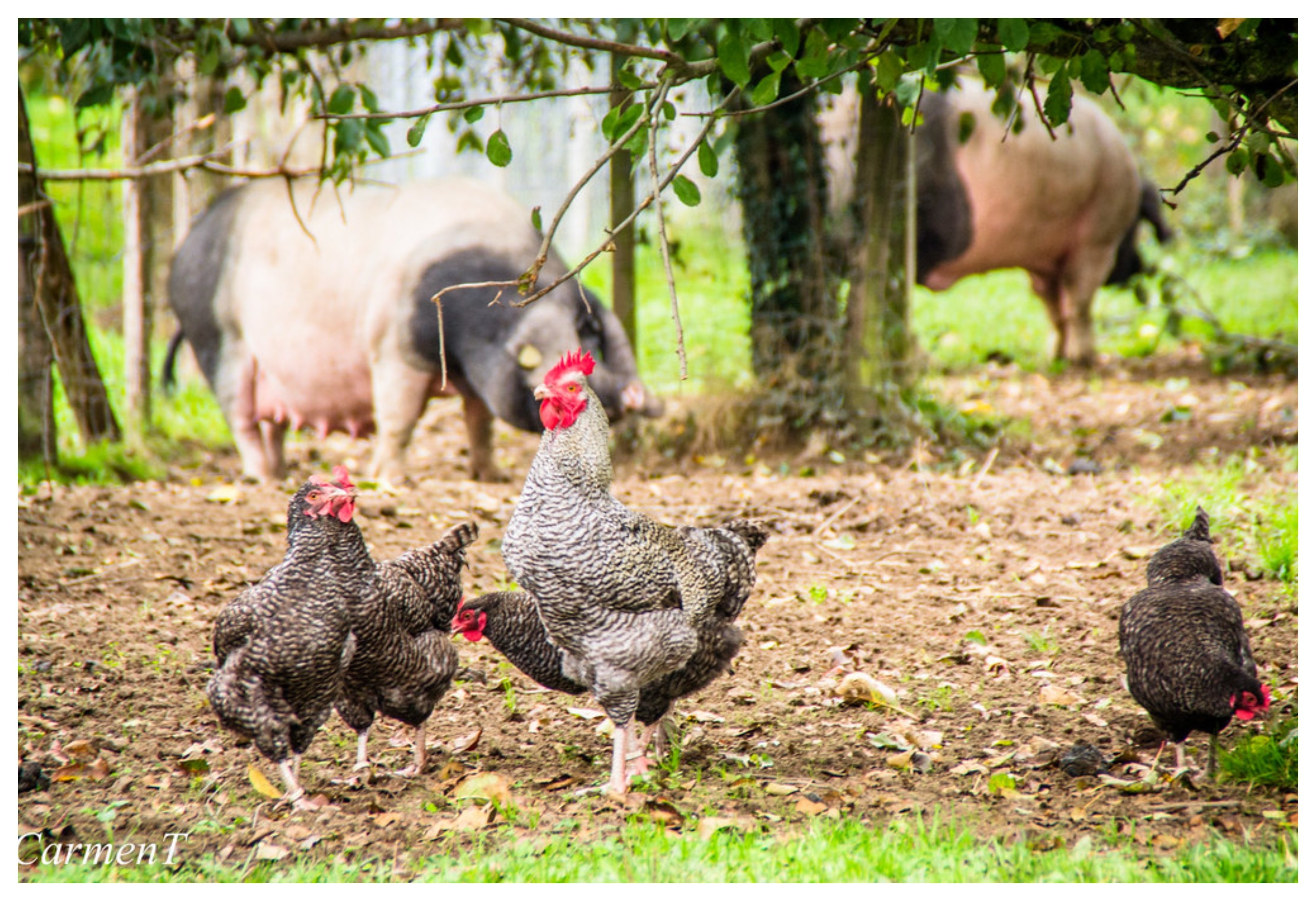 España necesita más cerdos y menos gallinas España necesita más cerdos y menos gallinas