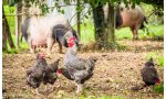 España necesita más cerdos y menos gallinas