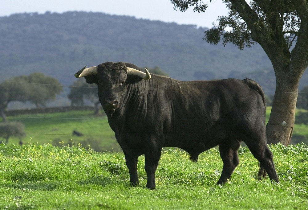 El toro de lidia es un animal bellísimo, vive cinco años a cuerpo de rey y tiene una muerte mejor que la de la vaca en el matadero