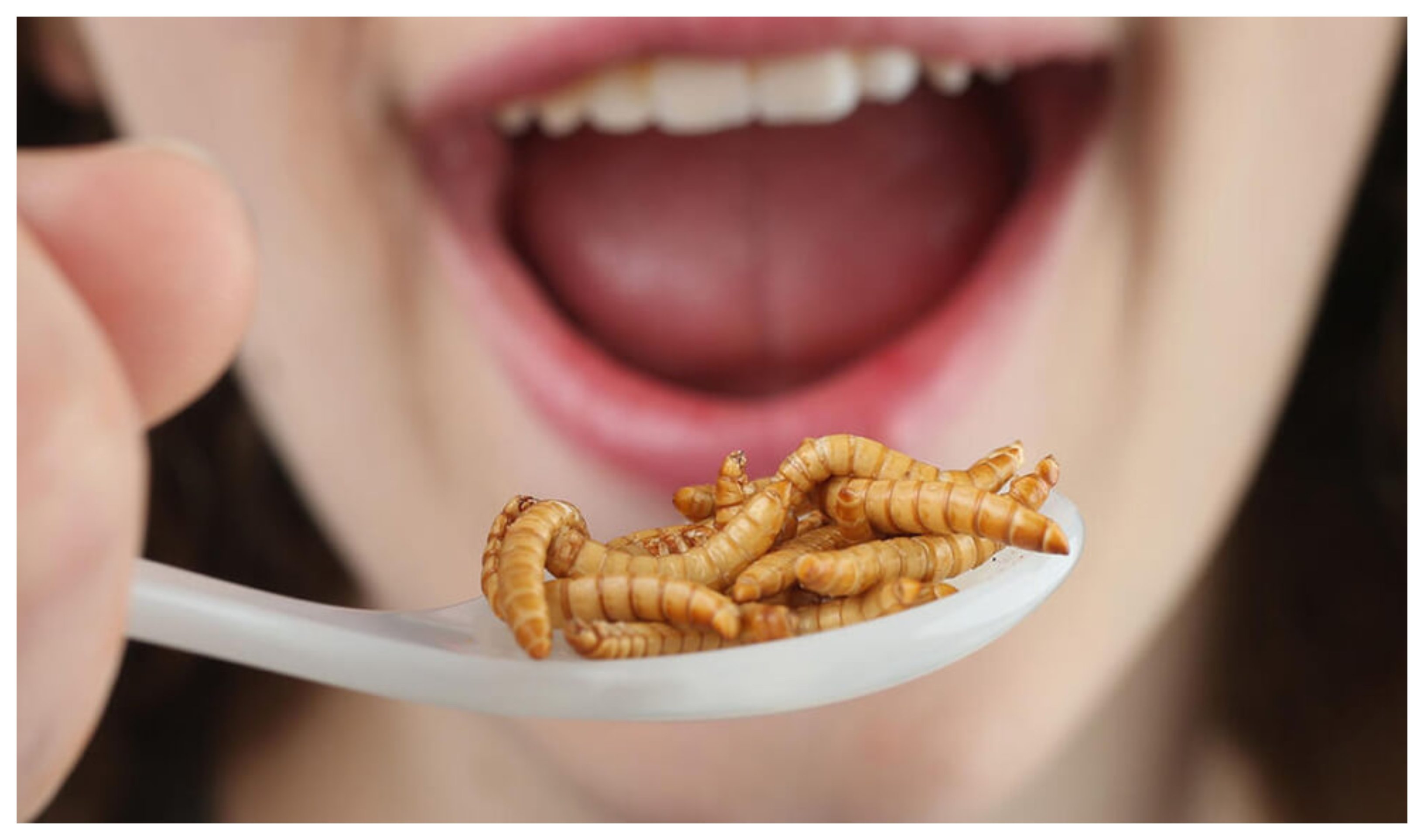 Si esperamos unos meses a que vuelva el calor, no tendremos ni que acudir a granjas de insectos, podremos cazarlos directamente en nuestros hogares. Saludable, ecológico y barato Si esperamos unos meses a que vuelva el calor, no tendremos ni que acudir a granjas de insectos, podremos cazarlos directamente en nuestros hogares. Saludable, ecológico y barato