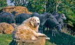 Un ganadero comparte una grabación en la que denuncia que la nueva Ley de Bienestar Animal pretenda poner edad de jubilación a los perros pastores. En serio