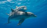 Las señoras-delfín mantienen relaciones sexuales, no para tener delfinitos, sino sólo por placer