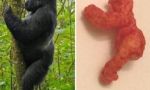 Animalismo igual a imbecilidad: pagan 100.000 dólares por un 'cheto' con la forma de un gorila sacrificado