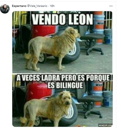 vendo leon