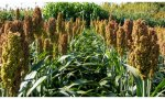 Campos de cereales en África