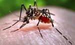 Hipocresía Zika: No queremos salud, queremos abortar