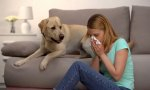 La alergia a las mascotas es debida a proteínas que se encuentran en la saliva, en la orina y en la caspa de los animales