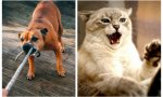 Perros -y gatos- en casa, con sus dueños: la ley de Bienestar Animal prohíbe «mantenerlos de forma habitual en patios y similares»... podrían sentirse solos