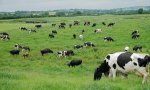 Se ha declarado a la ganadería como la mayor fuente de emisiones de metano, pero no tiene importancia en el balance global de metano: sólo ha pasado de 1,2 a 1,8 moléculas de metano en un millón de moléculas de aire en más de 100 años