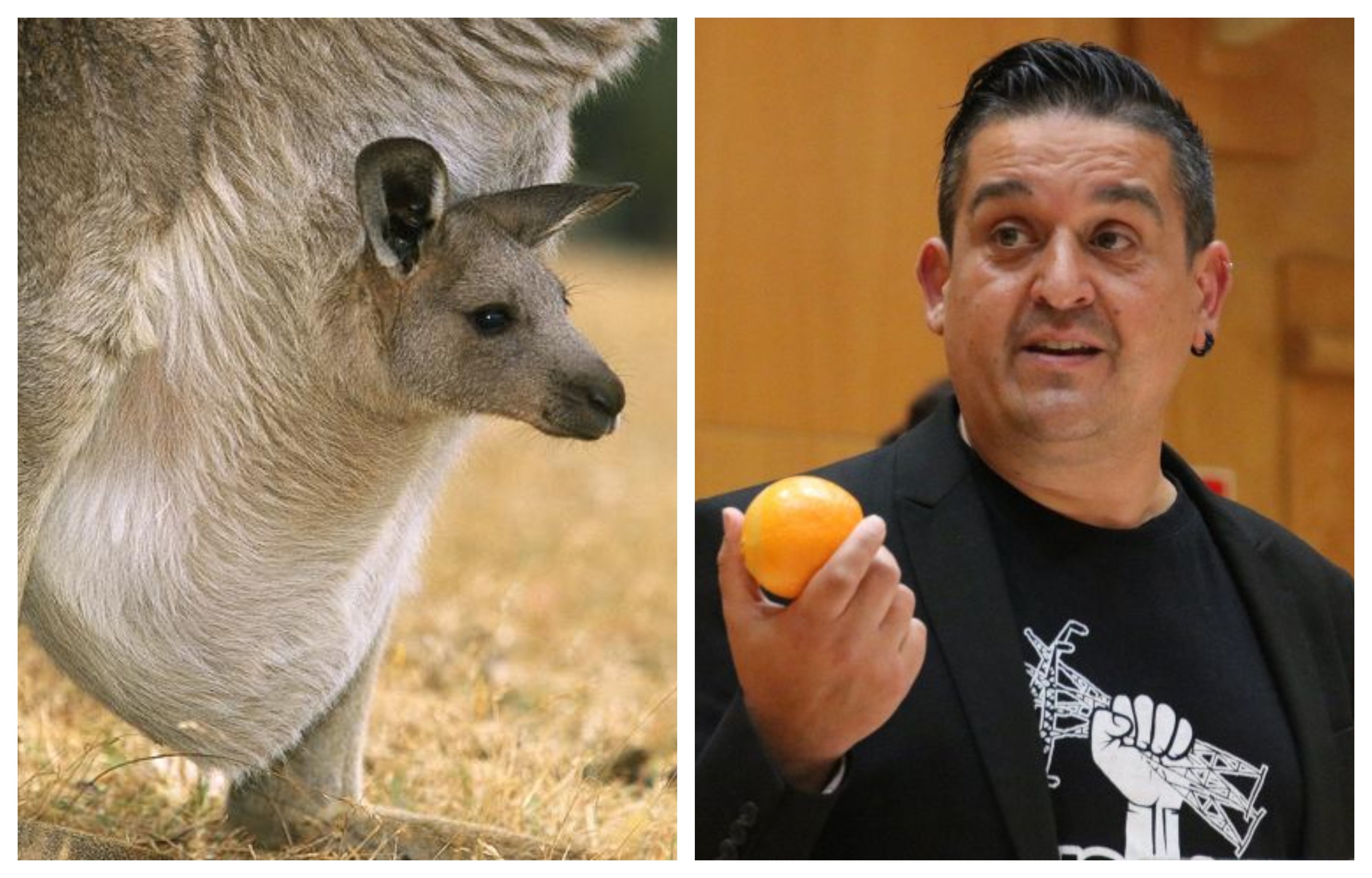 Carles Mulet, ahora preocupado por los canguros Carles Mulet, ahora preocupado por los canguros