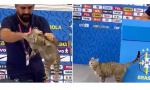 El jefe de prensa de la selección brasileña detectó que encima de la mesa había un gato, al que cogió por el lomo y soltó desde la mesa en el suelo