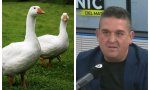 Otra ‘muletada’ del senador Carles Mulet (APDDA): pide prohibir las 'carreras de gansos', por su crueldad con los animales
