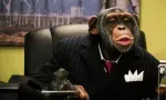 El mono que seleccionó la cartera más rentable