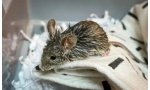 Ratón auxiliado por los animalistas