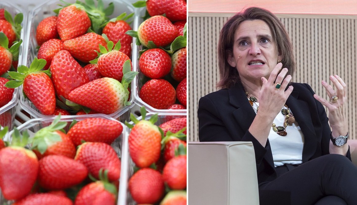 A Ribera le gustan más los huevos de tortuga boba que las fresas de Huelva