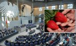El boicot a la fresa de Huelva ha llegado al Bundestag...