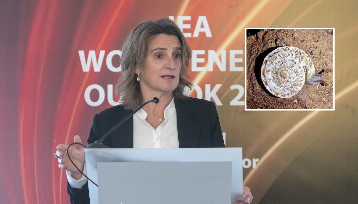 Ribera tiene una nueva e importante misión:proteger al caracol chato de Arguineguín