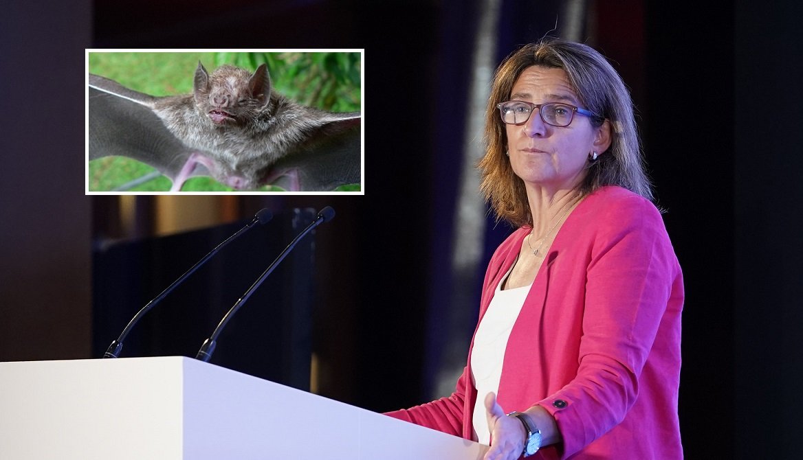 Ahora Ribera tiene otra gran misión: salvar a decenas de miles de murciélagos... de los parques eólicos Ahora Ribera tiene otra gran misión: salvar a decenas de miles de murciélagos... de los parques eólicos