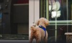 Primera multa de 500 euros por dejar al perro atado a la puerta de la farmacia