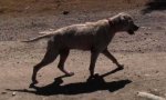 Primera 'laguna' de la Ley de Bienestar animal: oleada de abandonos de perros