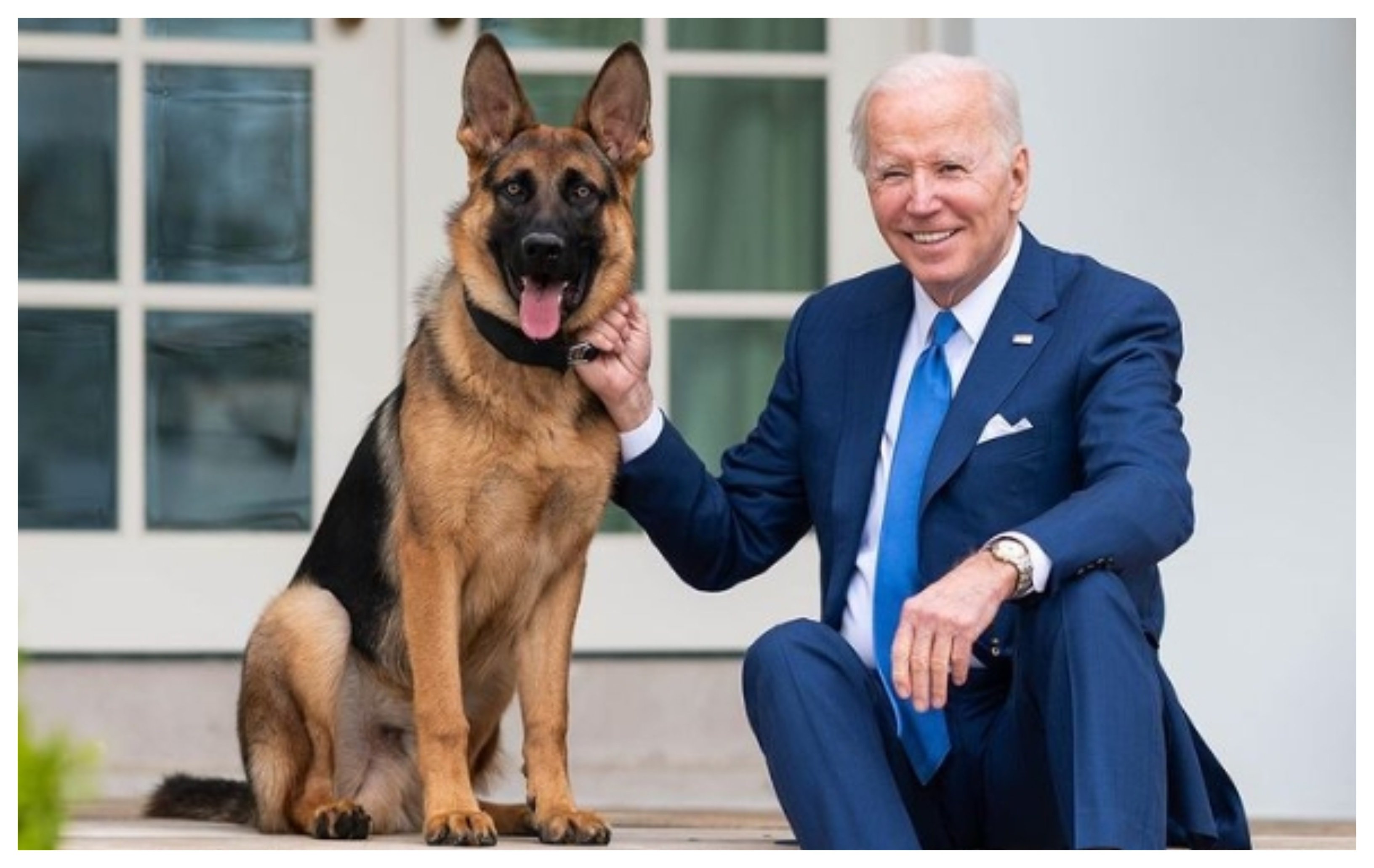Commander que ha sido expulsado de la Casa Blanca por morder a varios agentes Commander que ha sido expulsado de la Casa Blanca por morder a varios agentes