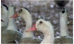 Los animalistas denuncian a la Comisión Europea ante el Defensor del Pueblo por no prohibir las jaulas para gallinas, terneros, conejos, patos, cerdas reproductoras y otras especies